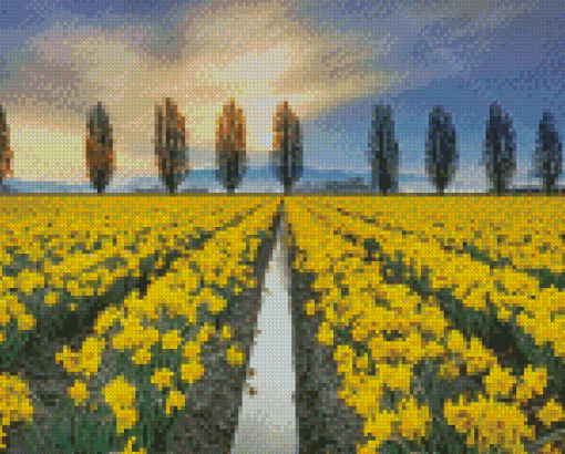 Daffodils Field Diamond Paintings