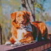 Duck Toller Dog Animal Diamond Paintings