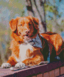 Duck Toller Dog Animal Diamond Paintings