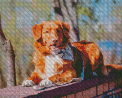 Duck Toller Dog Animal Diamond Paintings