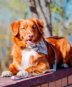 Duck Toller Dog Animal Diamond Paintings