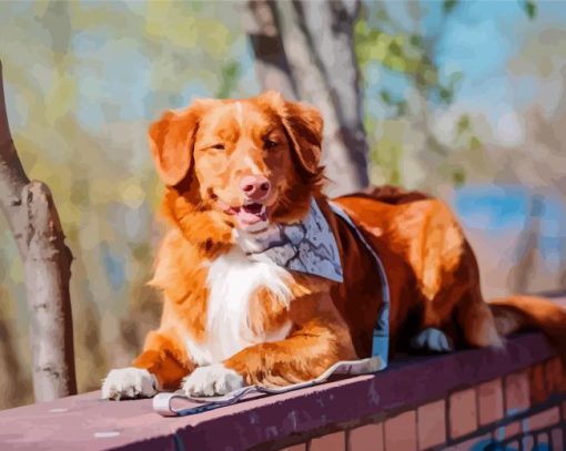 Duck Toller Dog Animal Diamond Paintings