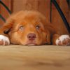 Duck Toller Puppy Diamond Paintings