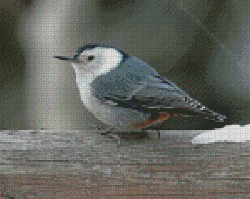 Grey And White Bird Diamond Paintings