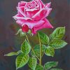 Pink English Rose Diamond Paintings