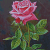 Pink English Rose Diamond Paintings