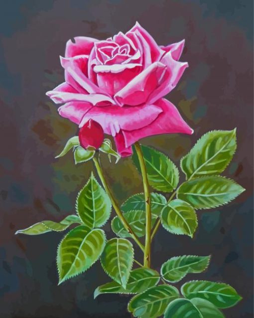 Pink English Rose Diamond Paintings