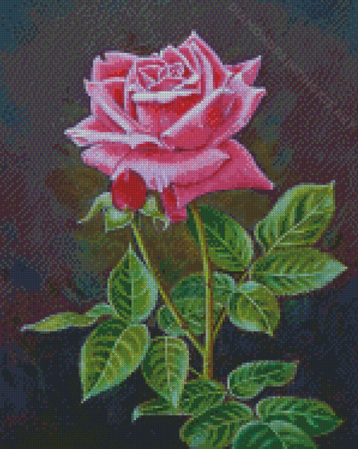 Pink English Rose Diamond Paintings