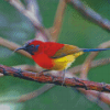 Red Sunbird Diamond Paintings