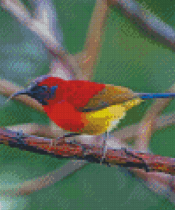 Red Sunbird Diamond Paintings