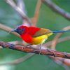 Red Sunbird Diamond Paintings