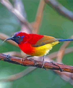 Red Sunbird Diamond Paintings