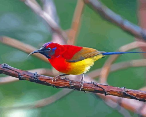 Red Sunbird Diamond Paintings