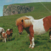 Shetland Pony Diamond Paintings