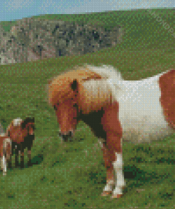 Shetland Pony Diamond Paintings