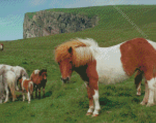 Shetland Pony Diamond Paintings