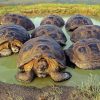 Turtle Galapagos Island Diamond Paintings