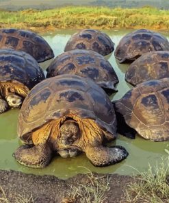 Turtle Galapagos Island Diamond Paintings