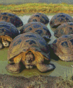 Turtle Galapagos Island Diamond Paintings