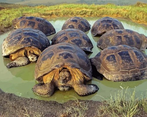 Turtle Galapagos Island Diamond Paintings