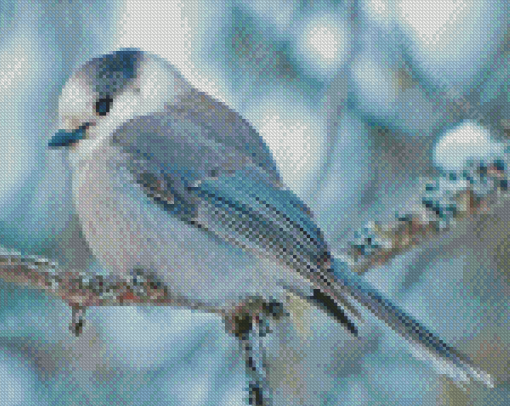 Whiskey Jack Canada Jay Diamond Paintings