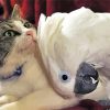 White Cat Parrot Diamond Paintings