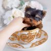 Yorkie Teacup Dog Diamond Paintings