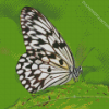 Black And White Butterfly On Green Leaf Diamond Paintings