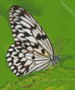 Black And White Butterfly On Green Leaf Diamond Paintings