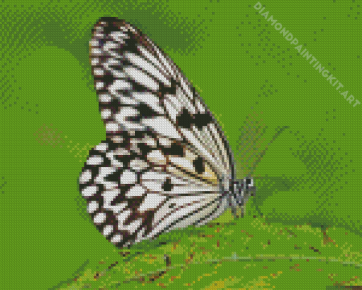 Black And White Butterfly On Green Leaf Diamond Paintings