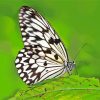 Black And White Butterfly On Green Leaf Diamond Paintings