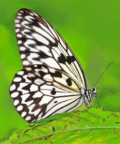 Black And White Butterfly On Green Leaf Diamond Paintings