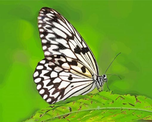 Black And White Butterfly On Green Leaf Diamond Paintings