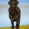 Black Flat Coated retriever Animal Diamond Paintings