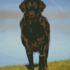 Black Flat Coated retriever Animal Diamond Paintings