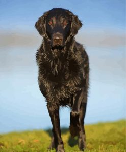 Black Flat Coated retriever Animal Diamond Paintings