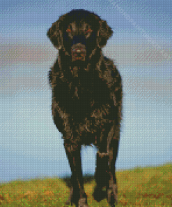 Black Flat Coated retriever Animal Diamond Paintings