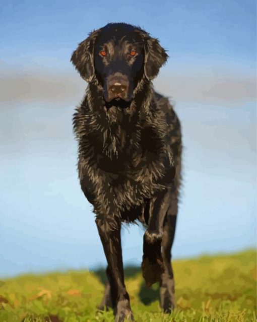 Black Flat Coated retriever Animal Diamond Paintings