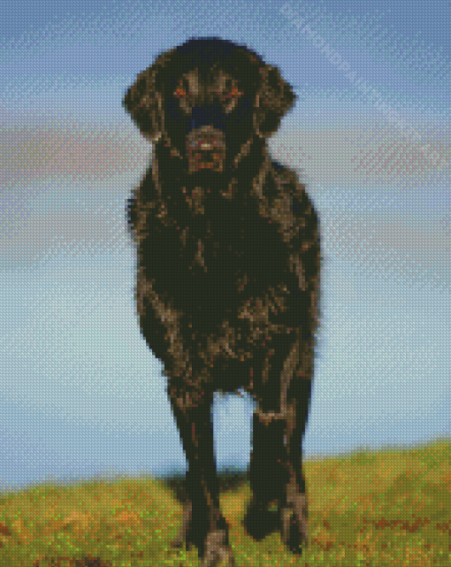 Black Flat Coated retriever Animal Diamond Paintings