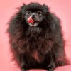 Black Pomeranian Diamond Paintings