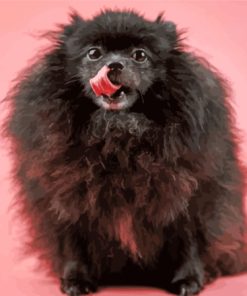 Black Pomeranian Diamond Paintings