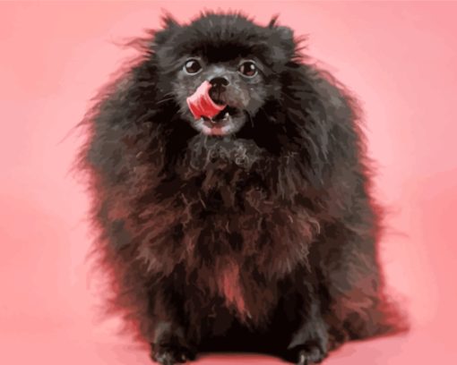 Black Pomeranian Diamond Paintings