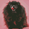 Black Pomeranian Diamond Paintings