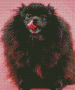 Black Pomeranian Diamond Paintings