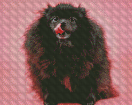 Black Pomeranian Diamond Paintings