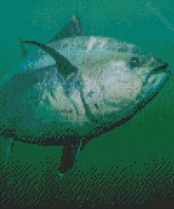 Blue Fin Tuna In Green Water Diamond Paintings