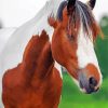 Brown And White Pinto Horse Diamond Paintings