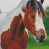 Brown And White Pinto Horse Diamond Paintings