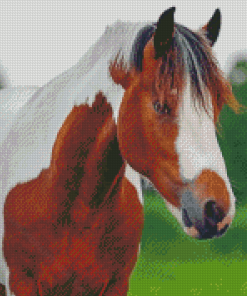 Brown And White Pinto Horse Diamond Paintings