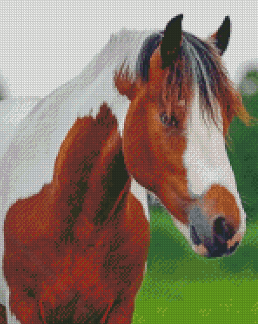 Brown And White Pinto Horse Diamond Paintings